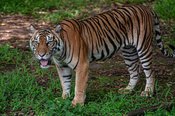 Fototapeta premium The Striking Malayan Tiger: A Powerful Portrait of an Endangered Apex Predator in the Wild