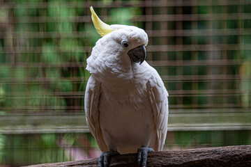 A close-up portrait of a white cockatoo with a bright yellow crest, showcasing its elegant feathers and expressive face. Captured in soft natural light against a blurred green background.
