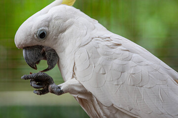 A close-up portrait of a white cockatoo with a bright yellow crest, showcasing its elegant feathers and expressive face. Captured in soft natural light against a blurred green background.