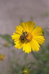Coreopsis lanceolata - Lance-leaved Coreopsis with Bee
