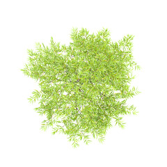 Green Willow oak tree isolated on Canvas from top view