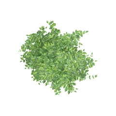 Isolated green bower vine leaves on transparent bacnkground from the top view
