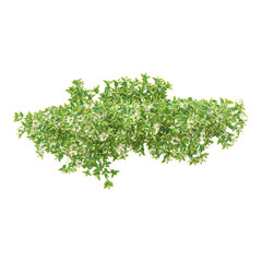 Obraz premium Top view of Isolated creeper plant