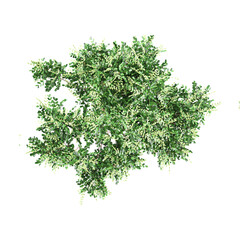 Top view of Tuckeroo tree isolated on transparent Canvas