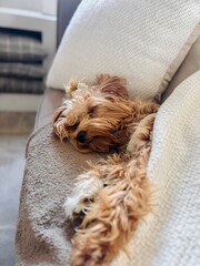 Cute Sleeping Puppy Wrapped in Blanket on Couch.