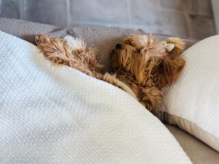 Cute Sleeping Puppy Wrapped in Blanket on Couch.