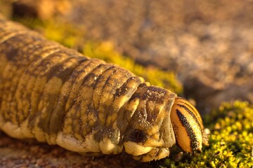 Head of a Convolvulus hawk moth caterpillar