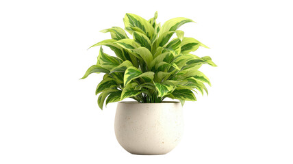 Green potted plant with lush variegated leaves in a ceramic pot fresh indoor foliage home decoration concept isolated on white background