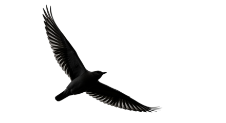 Isolated bird soars in the darkness, its wings outstretched in a dramatic, captivating silhouette.