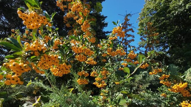 Bright clusters of yellow-orange berries grow on a lush pyracantha bush under a clear blue sky.
