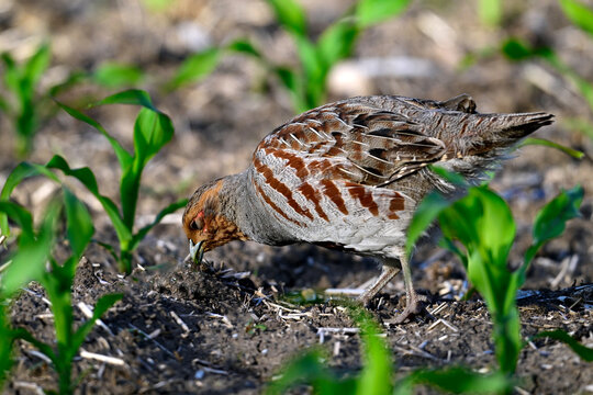 fressendes Rebhuhn - M&auml;nnchen // feeding Grey partridge - cock (Perdix perdix) 