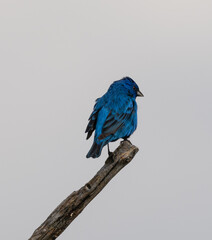 Indingo Bunting on a branch