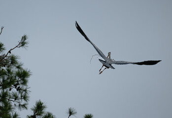 Great Blue Heron flying away