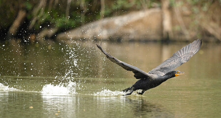 Cormorant taking flight from lake