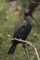 Double-Crested Cormorant looking surprised