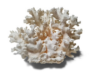 Isolated white dried coral specimen