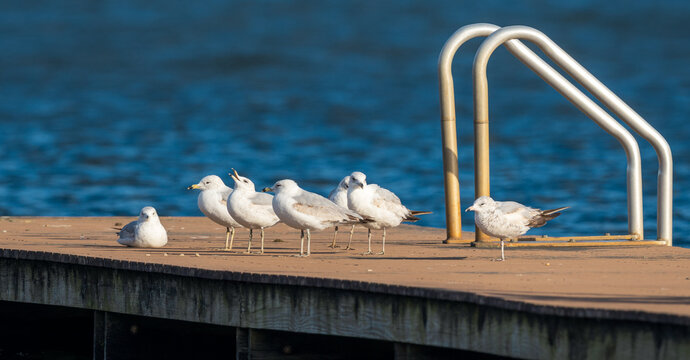 Bonaparte Gulls on dock