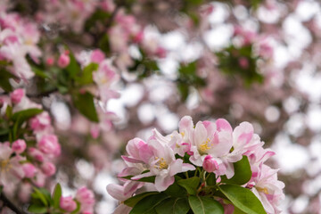 Chinese apple blossoms closeup view. Ornamental crabapple white and pink flowers and fresh green leaves. Nature in Spring. China