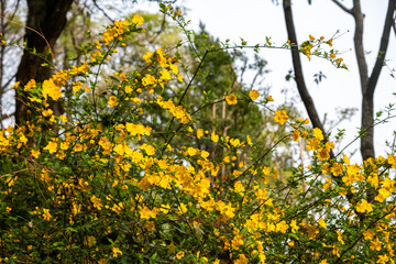 Obraz premium Japanese Kerria blooming shrub, vivid yellow, five petal flowers and green leaves. Chinese garden in Spring