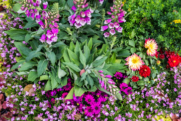 Fototapeta premium Chinese garden corner with blooming azaleas among green shrubs, ornamental grasses, and rocks.