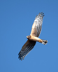 Northern Harrier Gliding Overhead 