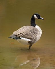 Canada Goose wading in a stream