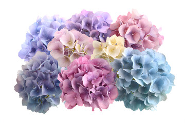 Lush hydrangea flower pack featuring full blooms in soft pastel colors isolated on white background.