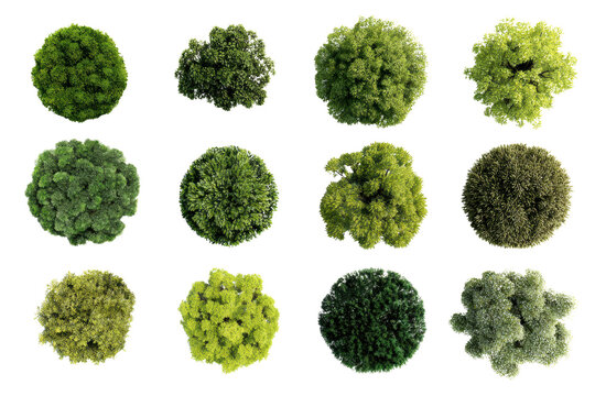 A collection of trees in various sizes and shapes. The trees are all green and are arranged in a grid pattern. Concept of order and organization, as well as a natural and peaceful atmosphere, png