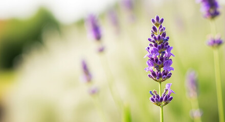 Obraz premium Lavender Flower Field in Bloom Purple Floral Beauty Nature Plant Summer Sunlight