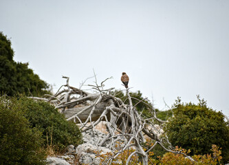 Photo of a common kestrel sitting on the top of a log at the nature. Bird watching concept.
