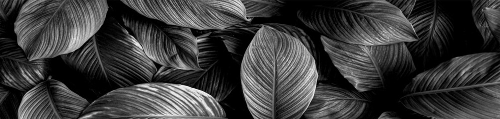 Dark tropical leaves background with elegant texture and dramatic lighting
