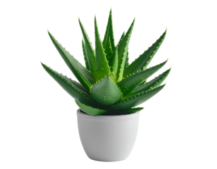 Aloe vera plant with well-grown flesh leaves arranged in a rosette isolated on a transparent background.