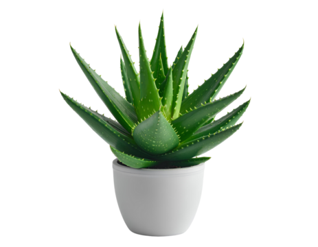 Aloe vera plant with well-grown flesh leaves arranged in a rosette isolated on a transparent background.