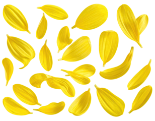 A vibrant arrangement of sunflower petals