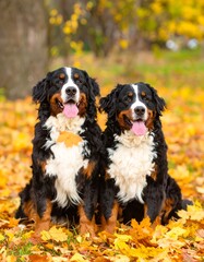 Two Bernese Mountain Dogs in Autumn Leaves (1)