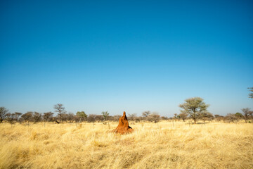 Large termite mounds dotting the savanna landscape north of Windhoek, Namibia