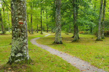 Forest trail. A path crosses a forest of green oak trees, Navarre.