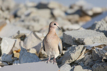 A close-up of a laughing dove (Spilopelia senegalensis) perched on a pile of construction debris in the desert