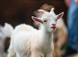 Obraz premium Playful young goat sticking out tongue close up.