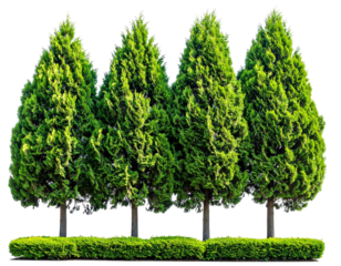Four sculpted evergreens on a grassy border