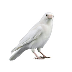 white crow isolated on transparent background