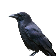 black crow isolated on transparent background