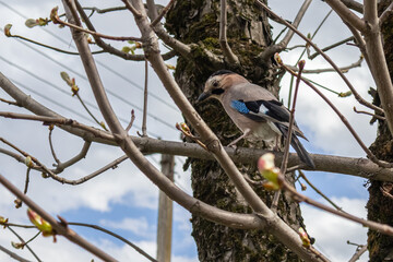 In spring, a jay sits on the branches of a tree. In spring, leaves appear on the branches of the tree. A little bird with blue wings. A jay in a tree.