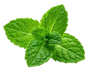 Close-up of fresh mint leaves (4)