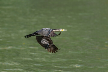 Cormorant in Flight Over Green Water