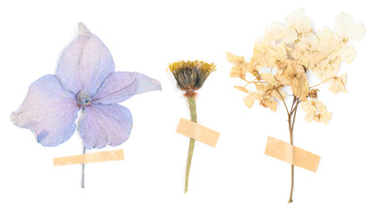 Dried and pressed flowers with adhesive tape pieces isolated on white, set