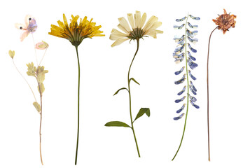 Obraz premium Dried and pressed flowers isolated on white, set