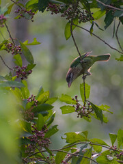 White - cheeked barbet perched on a branch with red berries