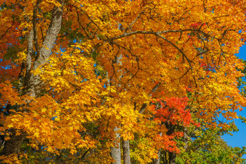 A Stunning Autumn Landscape Featuring Vibrant Trees, Bright Colors, and a Clear Blue Sky