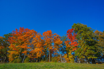 A Stunning Autumn Landscape Featuring Vibrant Trees, Bright Colors, and a Clear Blue Sky